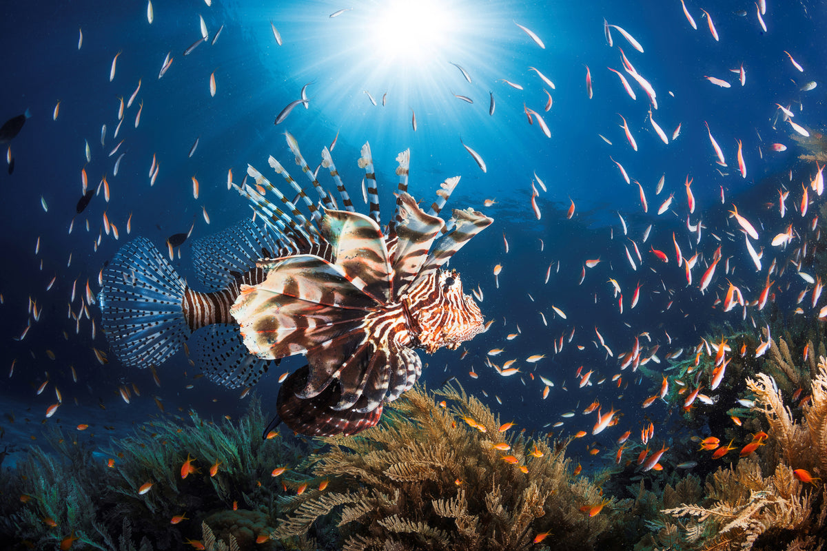 poster-print-lionfish