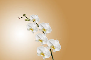 aluminium-print-white-orchids-xl