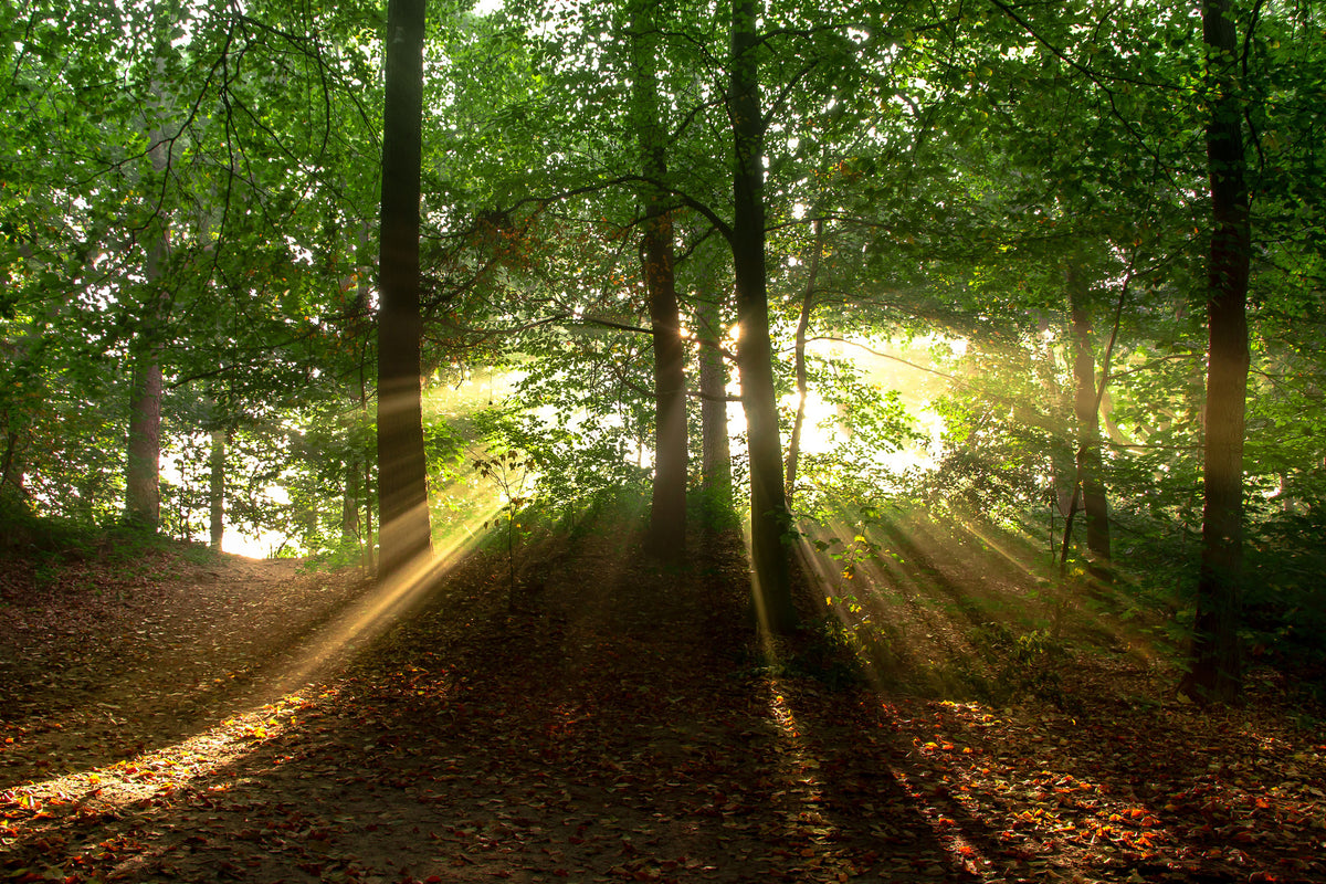 framedcanvas-print-sun-in-the-forest