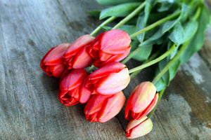 3-piece-aluminium-print-the-red-tulip-bouquet