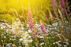 3-piece-canvas-print-summer-flower-meadow