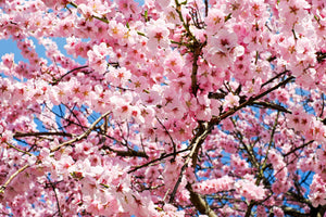 acrylic-print-wonderful-japanese-cherry