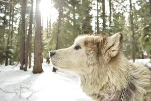 framedposter-print-the-alaskan-malamute