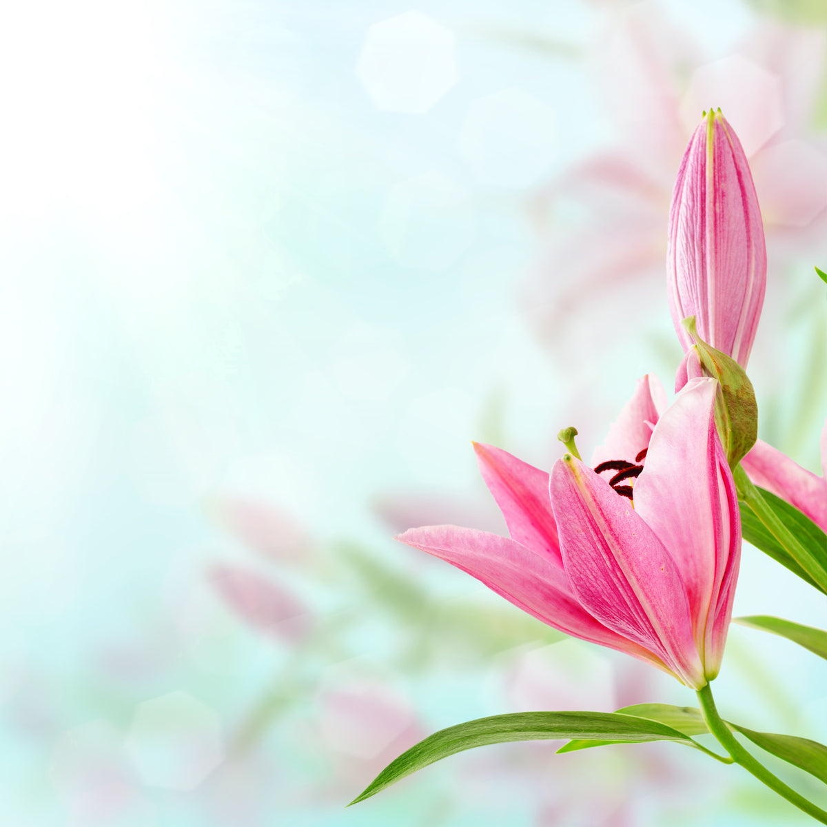 4-piece-acrylic-print-romantic-lilies
