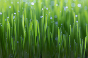 poster-print-wheat-x