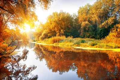 poster-print-forest-reflection-in-water