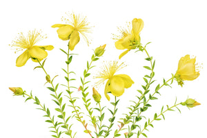 framedposter-print-hypericum-x