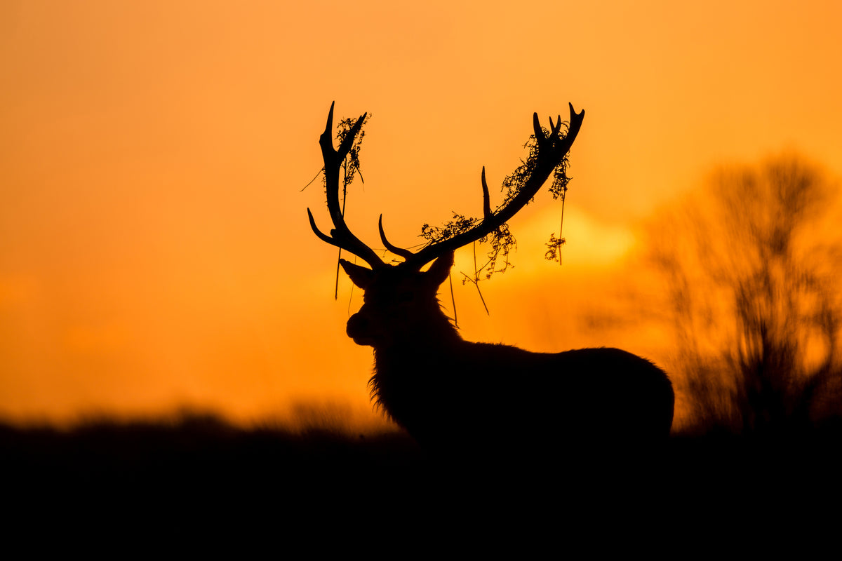 canvas-print-red-deer-stag-silhouette-x