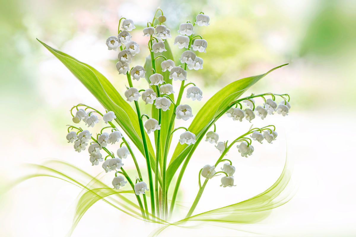 3-piece-acrylic-print-lily-of-the-valley-ii