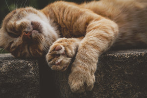 framedposter-print-sleeping-cat