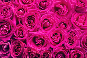 3-piece-aluminium-print-rose-petals-in-pink
