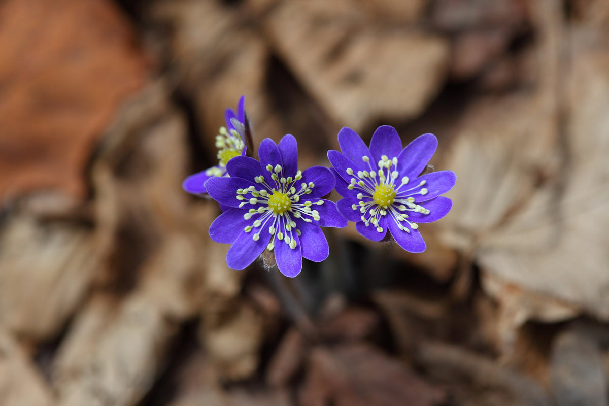 framedcanvas-print-wildflowers