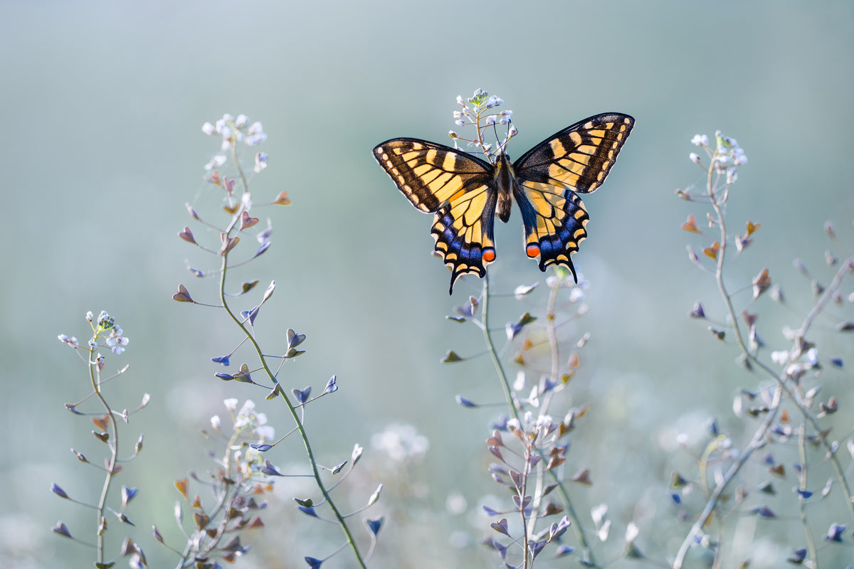 modern-3-piece-aluminium-print-swallowtail-beauty