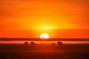 aluminium-print-africa-impression-x