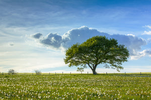 canvas-print-spring-tree