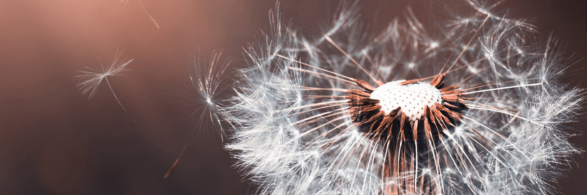 panoramic-3-piece-acrylic-print-dandelion-in-the-evening-light-panorama