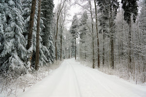 acrylic-print-snow-in-the-forest