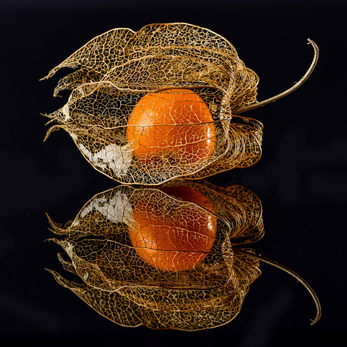 4-piece-canvas-print-physalis
