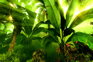 poster-print-sunrise-in-the-rainforest