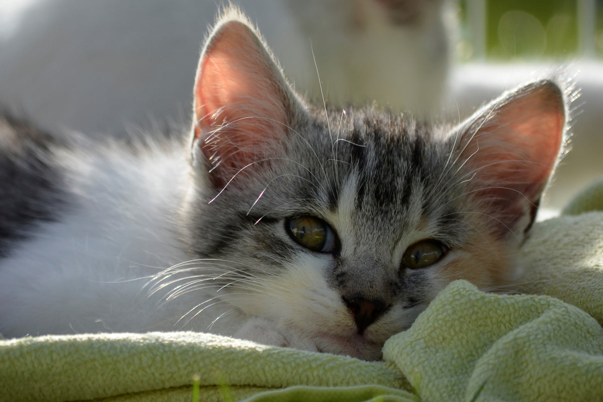 aluminium-print-in-love-with-kitten