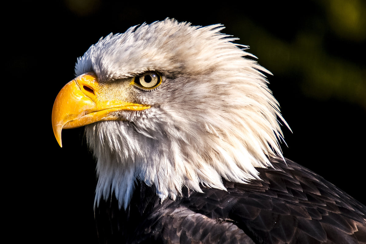 acrylic-print-the-eagle-head