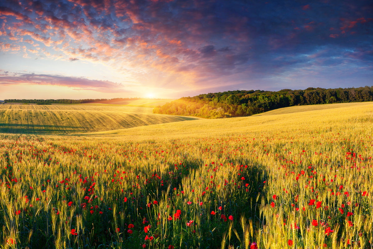 modern-3-piece-canvas-print-a-flower-field-at-sunrise