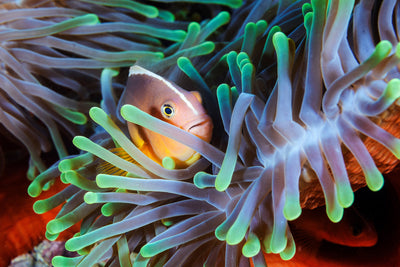 poster-print-clownfish