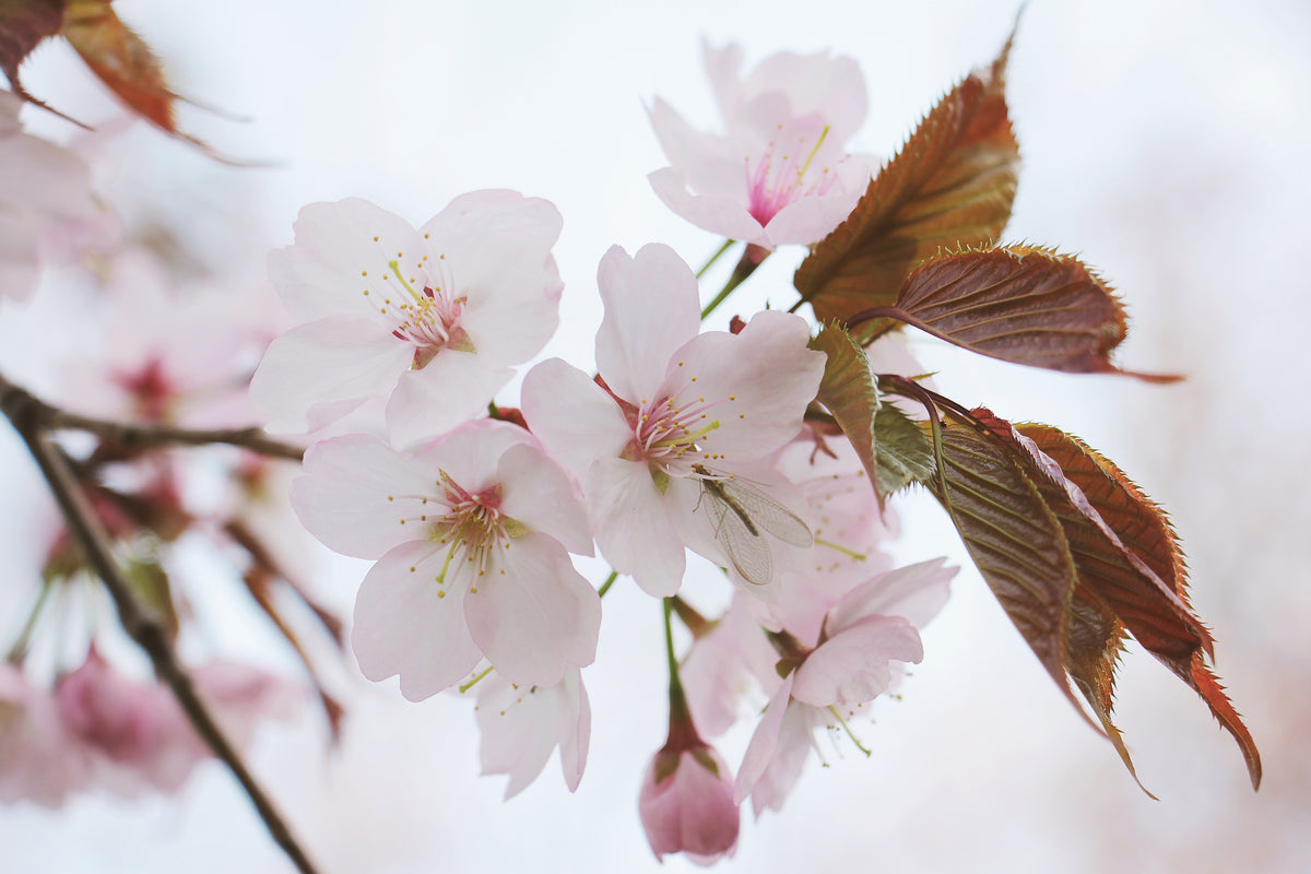 3-piece-aluminium-print-lovely-japanese-cherry