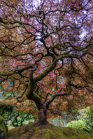 canvas-print-japanese-maple-tree