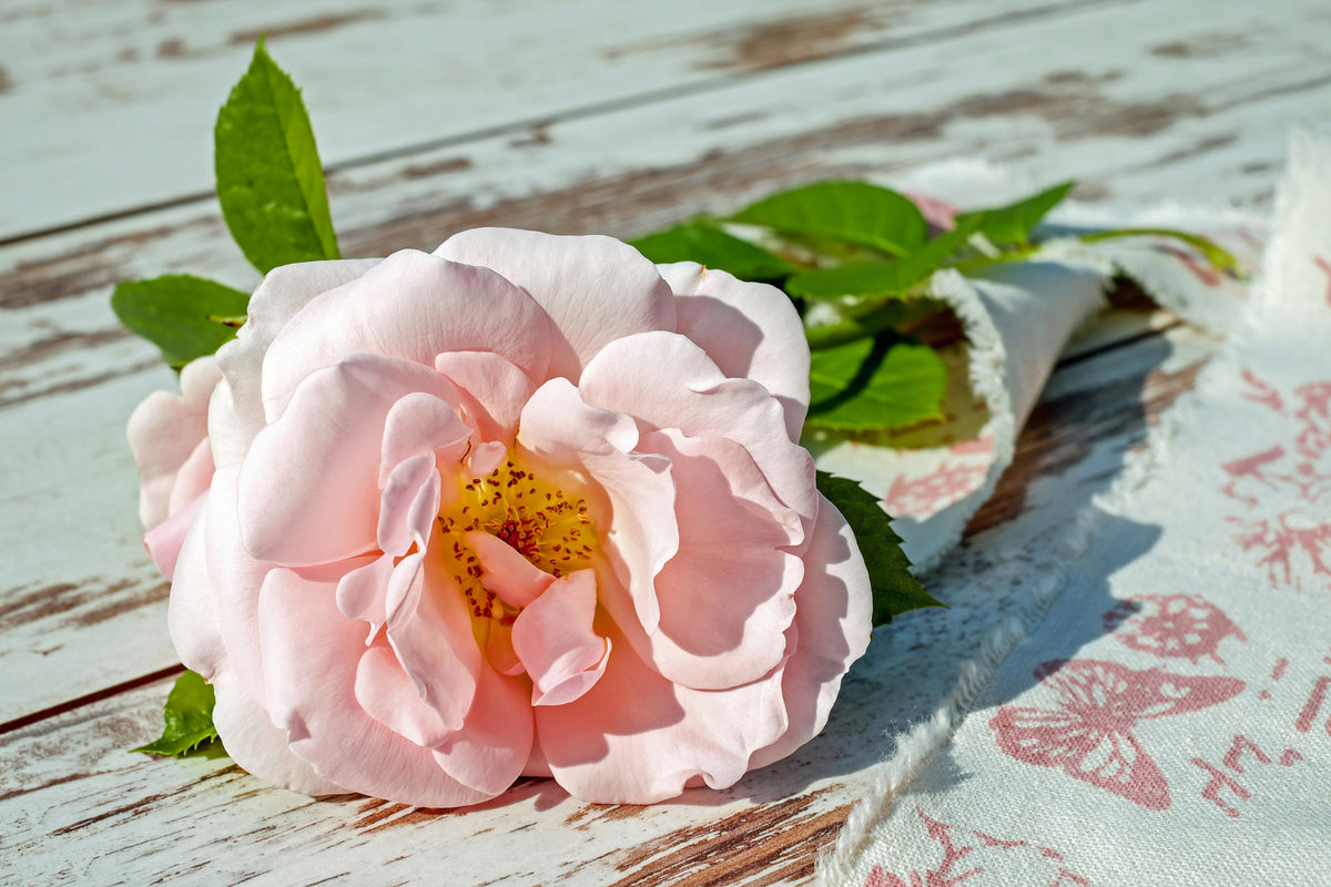 framedcanvas-print-wild-rose-in-pink