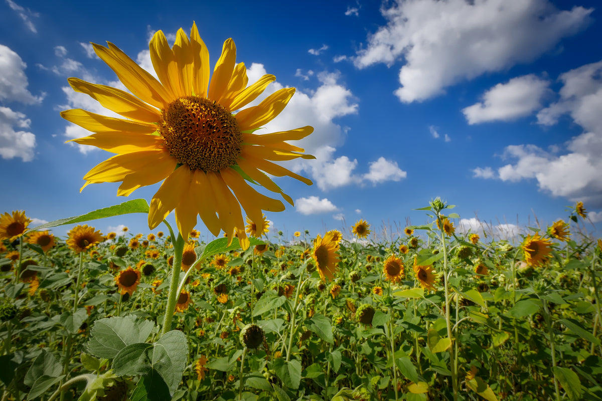 framedcanvas-print-a-sunflower-among-many
