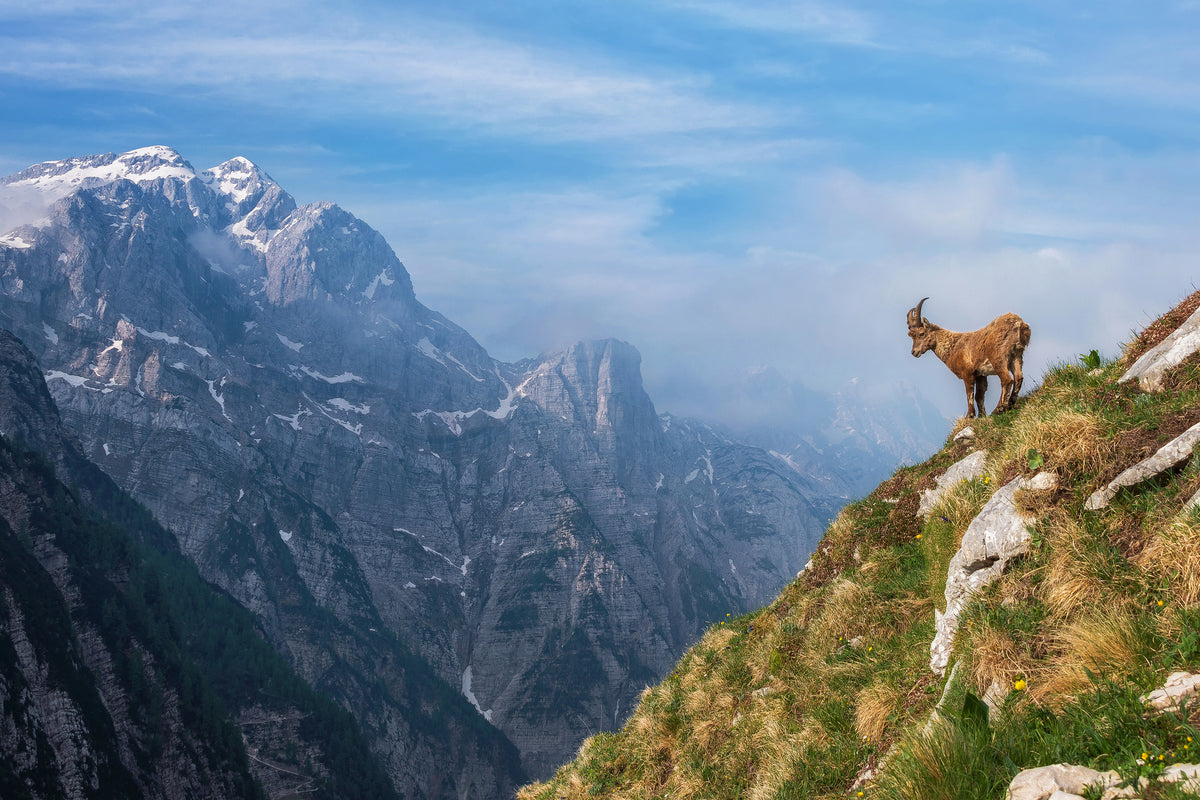acrylic-print-alpine-ibex-in-the-mountains-x