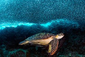 framedposter-print-turtle-and-sardines-x