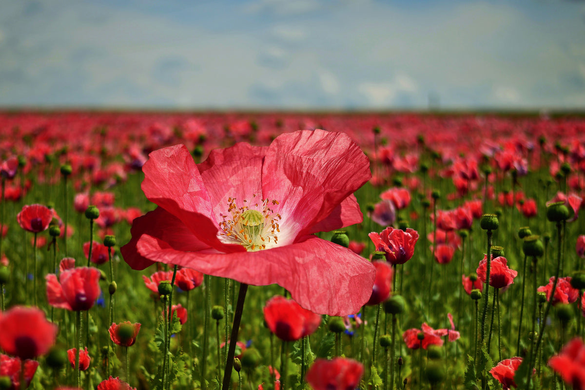 acrylic-print-the-lush-poppy-field