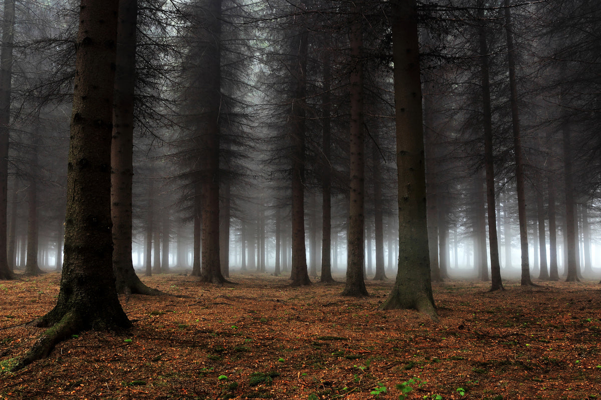 framedposter-print-place-of-silence-x