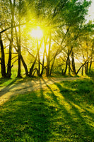 framedcanvas-print-forest-path-in-sunlight