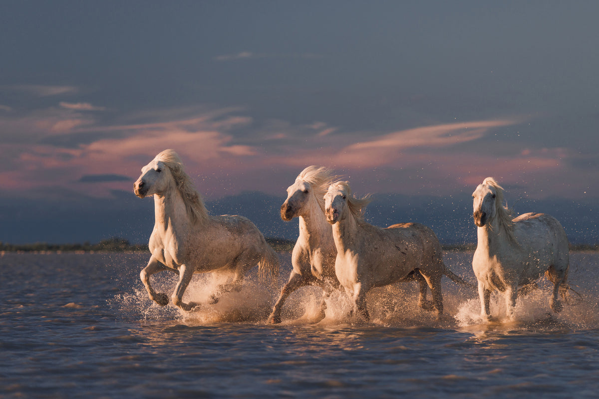 3-piece-aluminium-print-angels-of-camargue