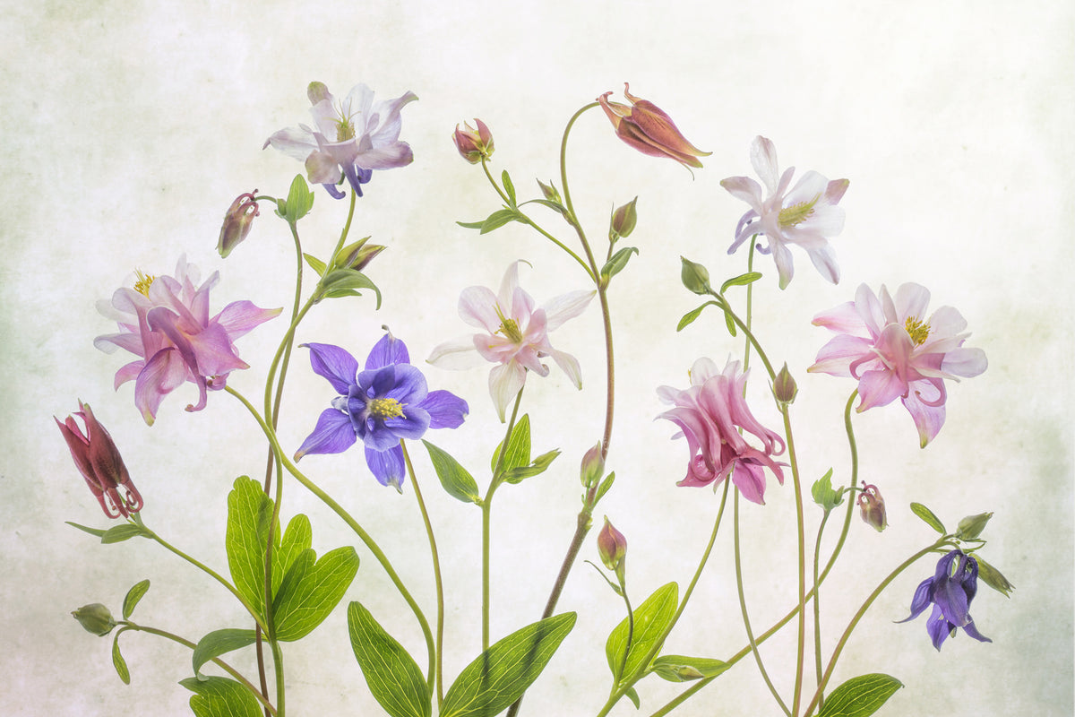 poster-print-columbine