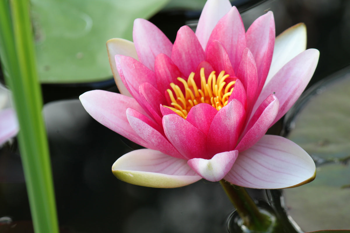 modern-3-piece-aluminium-print-the-water-lily-in-pink