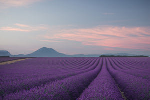 3-piece-acrylic-print-lavender-field