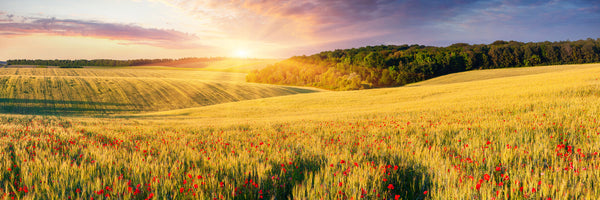panoramic-3-piece-aluminium-print-a-flower-field-at-sunrise-panorama