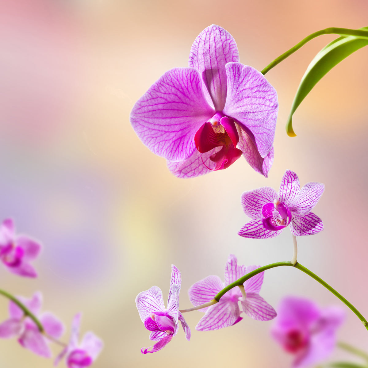 aluminium-print-romantic-orchids