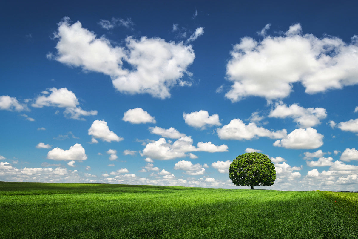 framedcanvas-print-lonely-tree-x