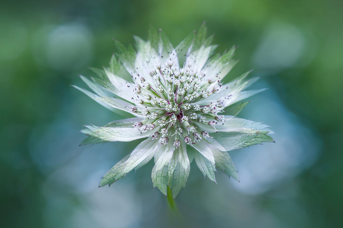 acrylic-print-astrantia-x