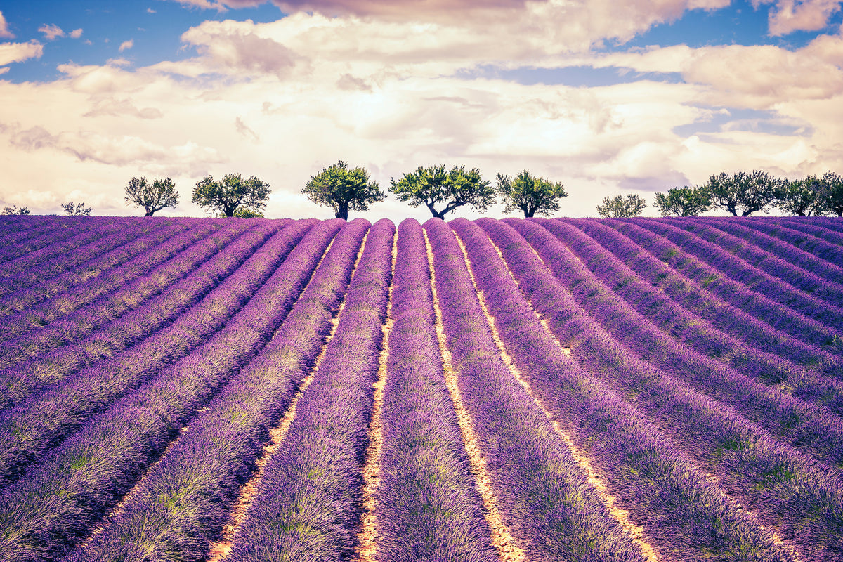 modern-3-piece-canvas-print-the-lavender-field-ii