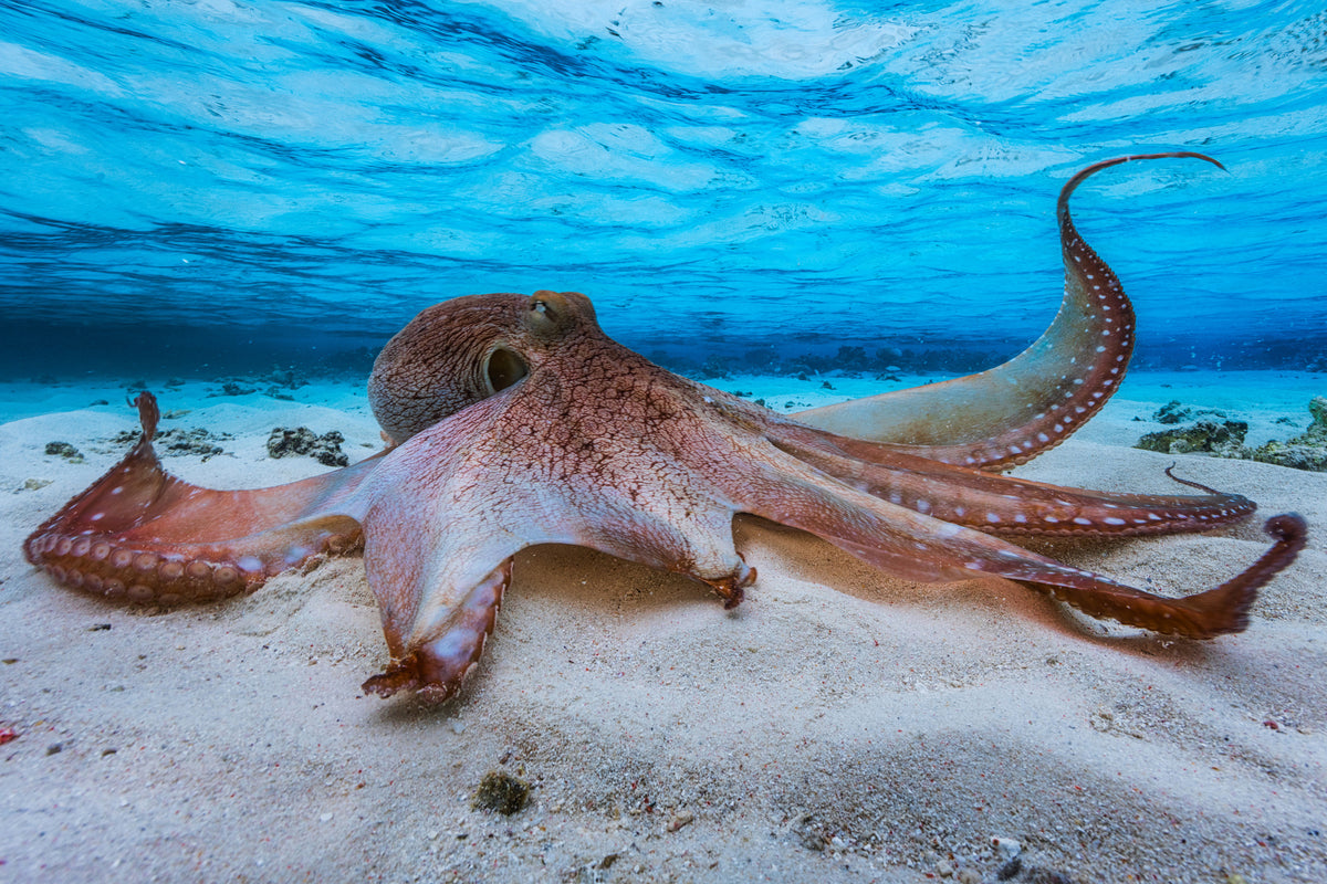 acrylic-print-octopus