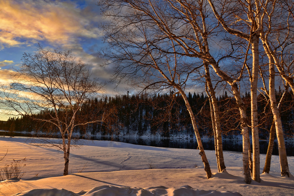 3-piece-aluminium-print-birches-in-the-winter