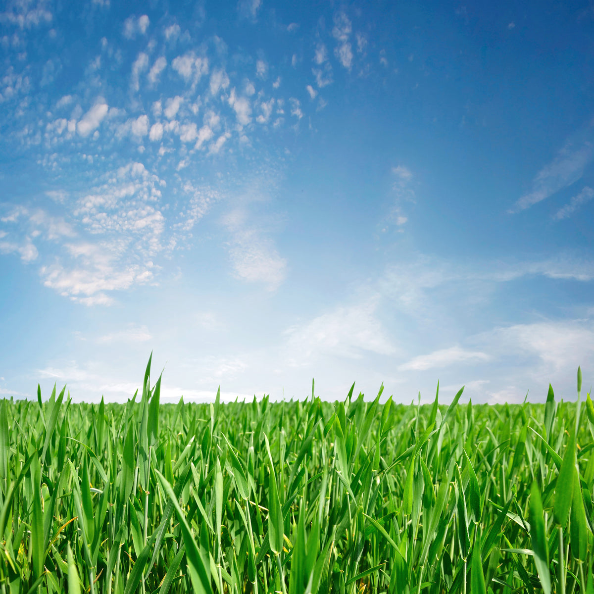aluminium-print-the-grass