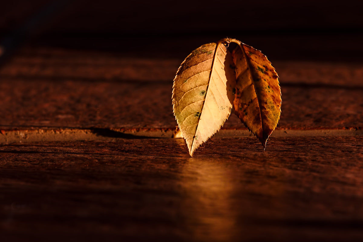 modern-3-piece-aluminium-print-the-leaf