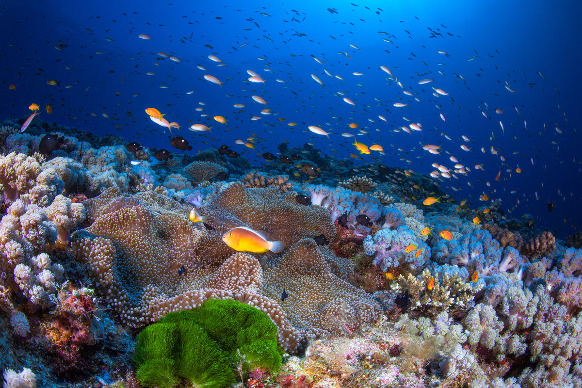 acrylic-print-anemon-and-anthias-x